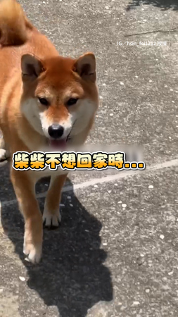 【柴不理你！】柴柴不想回家　媽乾脆轉身就跑讓牠倒追XD