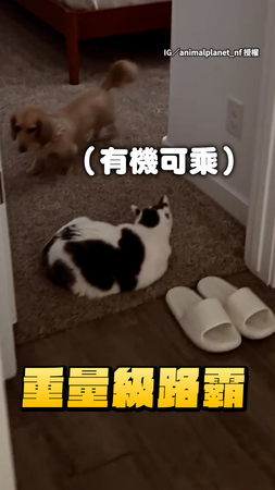 【先付過路費】臘腸狗沒來迎接媽媽下班！原來是被路霸貓擋住