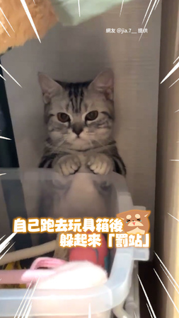【一臉不服氣XD】曼赤肯欺負貓妹被唸！自己躲玩具箱後罰站