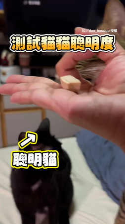 【貓咪挑戰智商測驗】拿零食測試結果貓咪生氣到碎碎念