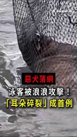 【海灘驚魂】泳客被浪浪攻擊耳朵碎裂！惡犬終落網