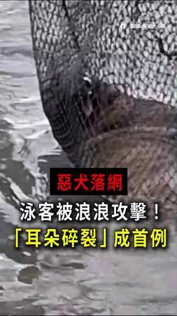 【海灘驚魂】泳客被浪浪攻擊耳朵碎裂！惡犬終落網