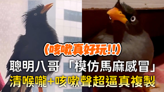 聰明八哥「模仿馬麻感冒」　清喉嚨+咳嗽聲超逼真複製
