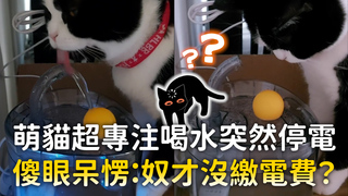 萌貓超專注喝水突然停電　傻眼呆愣：奴才沒繳電費？