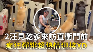 2法鬥見乾爹來訪直衝門前　瘋狂彈跳超熱情迎接XD