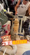 【熱烈歡迎❤】2法鬥見乾爹來訪狂彈跳迎接