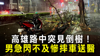 高雄路中突見倒樹！　男急閃不及慘摔車送醫