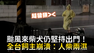 颱風來柴犬仍堅持出門！　全台飼主崩潰：人柴兩濕