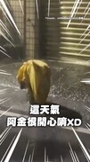 【出個門我比牠還濕】下大雨黃金獵犬堅持外出上廁所