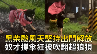 黑柴颱風天堅持出門解放　奴才撐傘狂被吹翻超狼狽