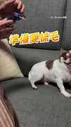 【梳個毛而已？】吉娃娃暴走轉圈笑翻XD