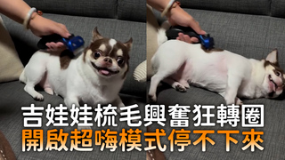 吉娃娃梳毛興奮狂轉圈　開啟超嗨模式停不下來