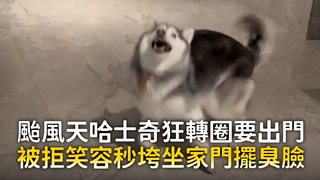 颱風天哈士奇狂轉圈要出門　被拒笑容秒垮坐家門擺臭臉