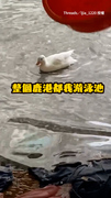 【只有牠賺到】別人淹水你玩水？鹿港水災鴨鴨爽放風根本唯一贏家XD