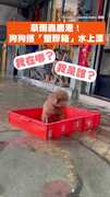 【眼神死透】豪雨轟鹿港！紅貴賓無奈搭「塑膠箱」水上漂