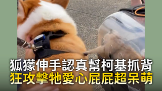狐獴伸手認真幫柯基抓背　狂攻擊牠愛心屁屁超呆萌