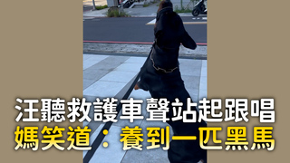 汪聽救護車聲站起跟唱　媽笑道：養到一匹黑馬