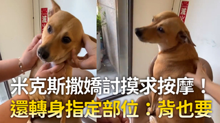 米克斯撒嬌討摸求按摩！　還轉身指定部位：背也要