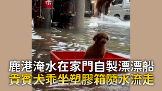 鹿港淹水在家門自製漂漂船　貴賓犬乖坐塑膠箱隨水流走