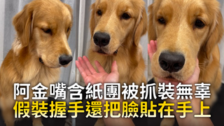 阿金嘴含紙團被抓裝無辜　假裝握手還把臉貼在手上