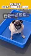 【還剩幾集可以逃？】彰化淹大水巴哥犬「皺眉搭船」超憂愁
