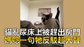 貓亂尿床上被趕出房門　媽唸一句牠反駁超大聲