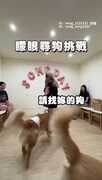 【矇眼尋狗】摸到自家汪汪　果斷說不是XD