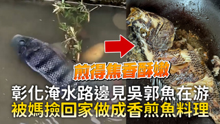 彰化淹水路邊見吳郭魚在游　被媽撿回家做成香煎魚料理