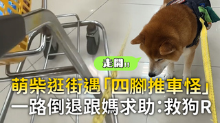 萌柴逛街遇「四腳推車怪」　一路倒退跟媽求助：救狗R