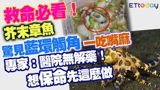 救命必看！ 芥末章魚驚見藍環觸角一吃嘴麻　專家：醫院無解藥！想保命先這麼做