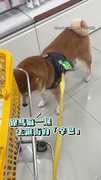 【救狗R～～～】膽小柴犬見「四腳推車怪」嚇爆！