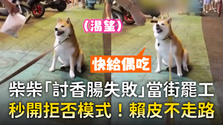 柴柴「討香腸失敗」當街罷工　秒開拒否模式！賴皮不走路