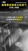 【漏電奪命】養豬場豬隻觸電尖吼全倒下！ 在場人嚇瘋 #嘉義
