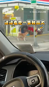 【見路邊有秋田犬超興奮】鏡頭一轉...自家狗勾滿臉氣噗噗XD