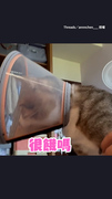 【貓貓餓到說人話】清楚咬字奶音超萌XD