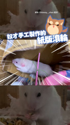 【奴才手作】自製紙箱滾輪！黃金鼠超捧場