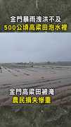 【損失慘重】金門暴雨洩洪不及　500公頃高粱田泡水裡