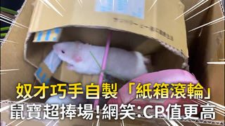 奴才巧手自製「紙箱滾輪」　鼠寶超捧場！網笑：CP值更高
