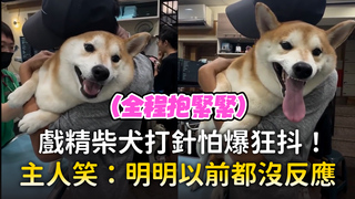 戲精柴犬打針怕爆狂抖！　主人笑：明明以前都沒反應