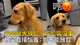 黃金獵犬放屁「尷尬裝沒事」　被笑直接惱羞：狗不能放屁？