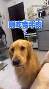 【狗不能放屁？】黃金獵犬放完屁好尷尬...被笑秒變臉不嘻嘻