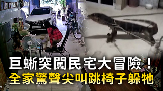 巨蜥突闖民宅大冒險！　全家驚聲尖叫跳椅子躲牠