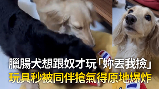 臘腸犬想跟奴才玩「妳丟我撿」　玩具秒被同伴搶氣得原地爆炸