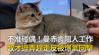 不准碰偶！曼赤肯阻人工作　奴才逗弄趕走反被爆氣回擊