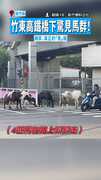 【四馬難追】竹東高鐵橋下驚見馬群！　網笑：真正的「馬」路　