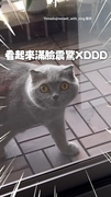 【你是誰？】16樓陽台冒出陌生英短貓