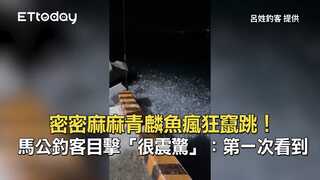 密密麻麻青麟魚瘋狂竄跳！ 馬公釣客目擊「很震驚」：第一次看到
