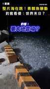 【整片海在跳！】青麟魚海面瘋狂竄跳 釣客看傻：世界末日？