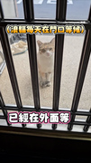 【浪貓朋朋來啦】天天門外蹲點找柴犬一起散步！