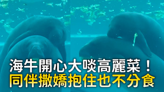 海牛開心大啖高麗菜！　同伴撒嬌抱住也不分食